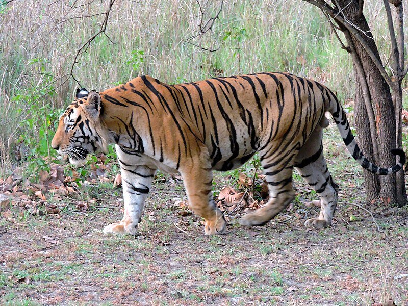 বাঁকুড়ার বনে ‘জিনাত’-এর কেরামতি: ঘুমপাড়ানি গুলিকেও হার মানালো বাঘিনী!