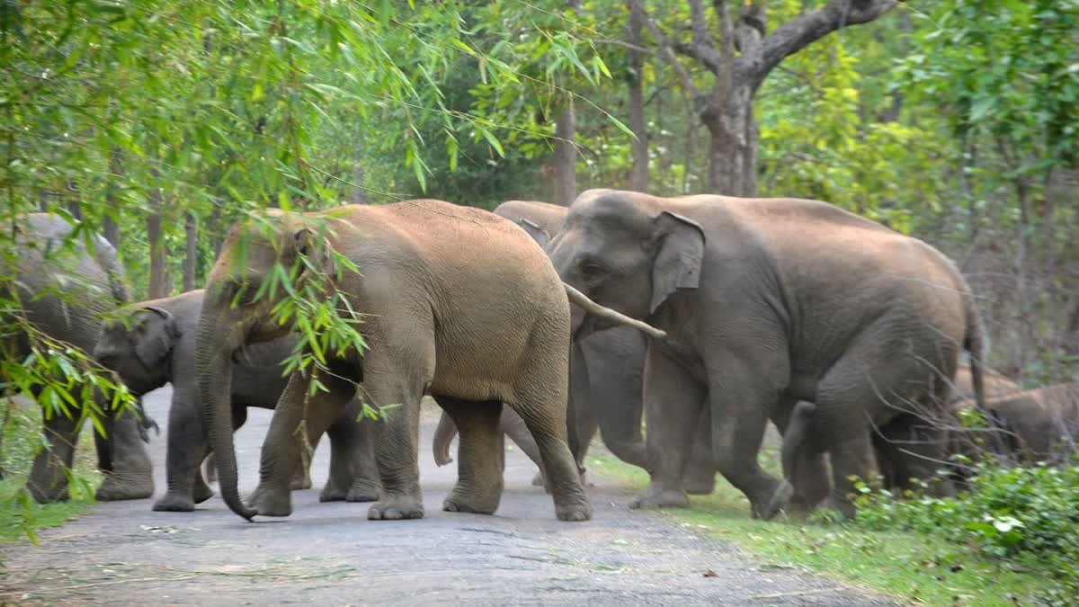 দক্ষিণ লতাবাড়িতে হাতির হানায় প্রাণ হারালেন পুলিশকর্মী, এলাকায় চরম আতঙ্ক